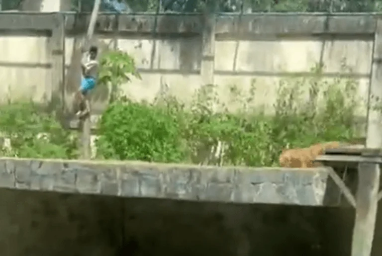 Homem morre após invadir jaula e ser atacado por leoa em João Pessoa