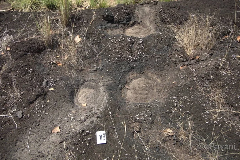 Pegadas de até 1,5 metro indicam presença de dinossauros gigantes na Amazônia