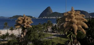 Décadas após plantadas, palmeiras raras florescem pela primeira e última vez no Rio