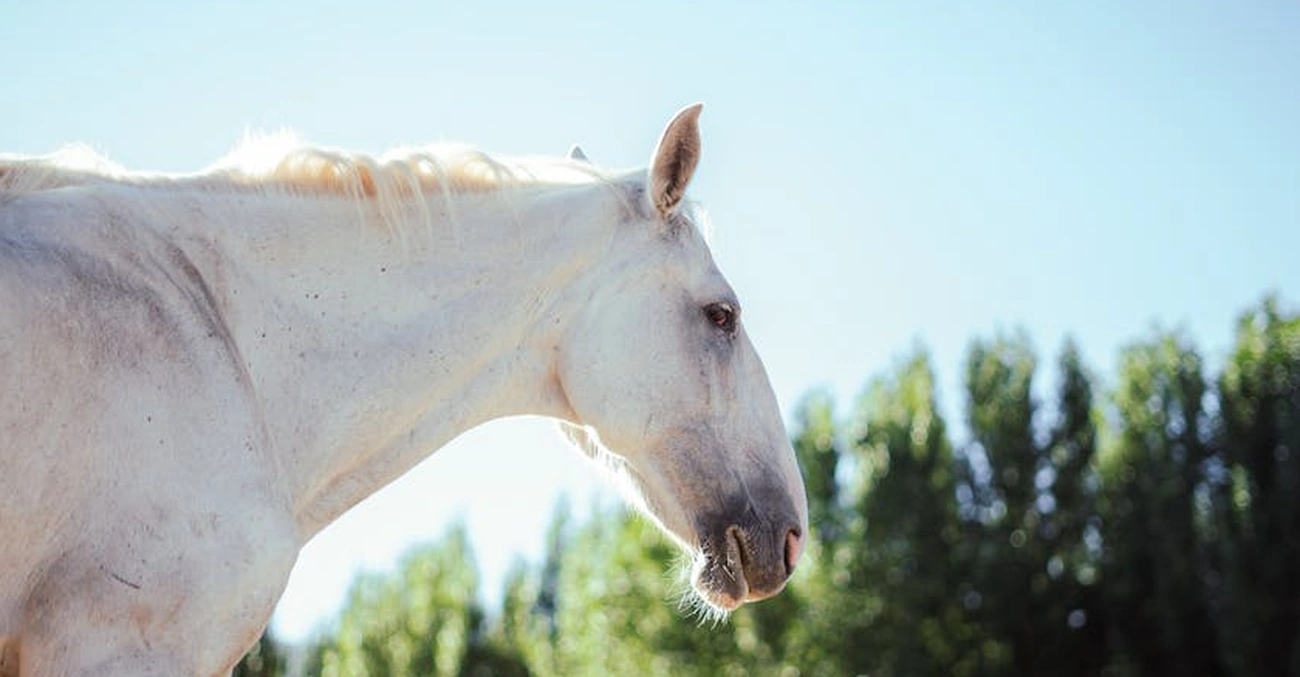 Agora em SP 44ª Expo do Cavalo Lusitano reúne 400 animais de alto nível