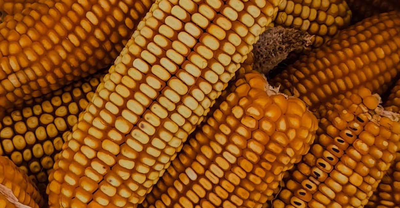 Produtores de Milho em MT Enfrentam Prejuízos com Preços Baixos e Custos Altos Agora