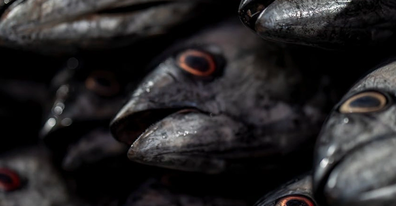 UE audita Brasil para permitir exportação de pescados à EU no dia 8 de junho